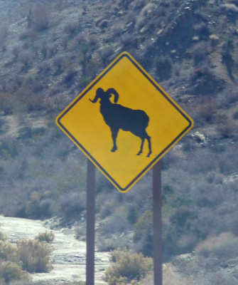 Big Horn Sheep Crossing Sign Joshua Tree NP