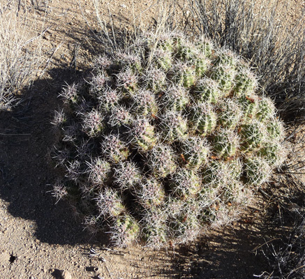 Cactus Wall Street Mill Joshua Tree NP