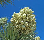 Joshua Tree Flowers