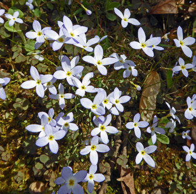 Bluets (Houstonia carolea)