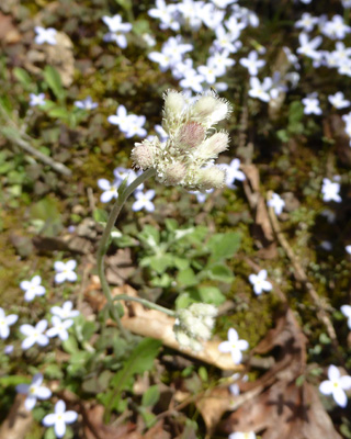 Plantain-leaved Pussytoe (Antennaria plantaginifolia)