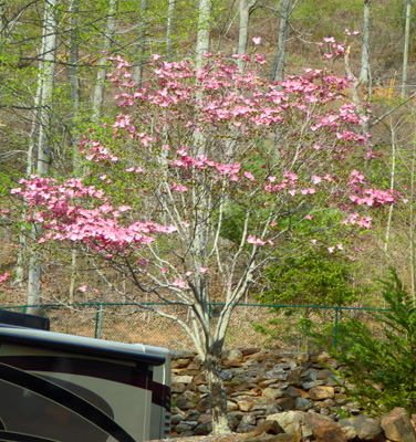 Salmon pink dogwood