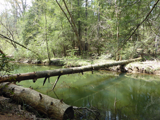 Log across Byrd Lake Cumberland Mt SP