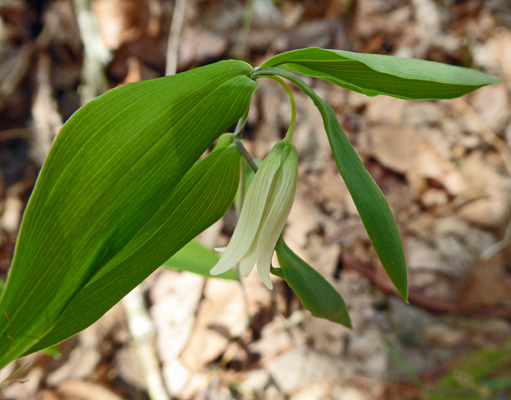 Sessile Bellwort (Uvularia sessilifolia)