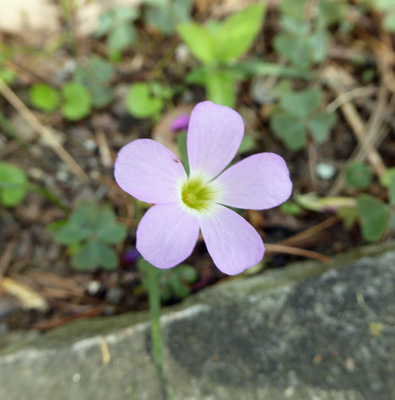 Common Wood Sorrel (Oxalis montana)