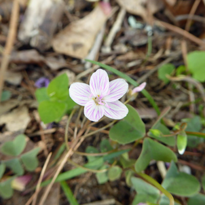 Spring Beauty (Claytonia virginica)