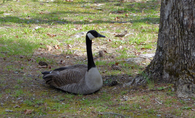 Canada Goose