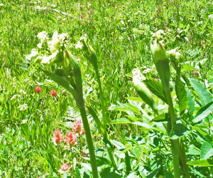 Sawtooth Angelica (Angelica arguta)