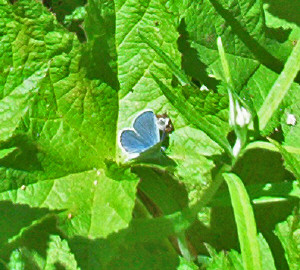 Blue Butterfly