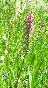 Elephant's Head Loosewort