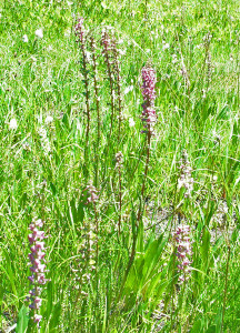 Elephant's Head Loosewort