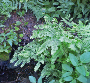 Maidenhair Fern in creek