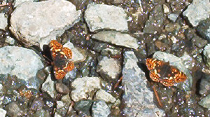 Orange Butterflies