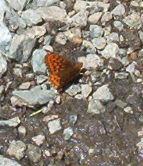 Orange Butterfly