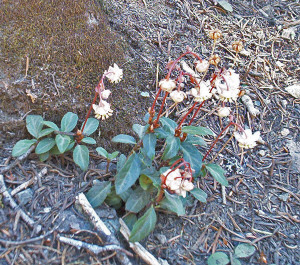 Little Prince's Pinedrops (Chimaphilia menziesii)