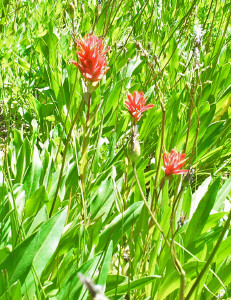 Red Indian Paintbrush