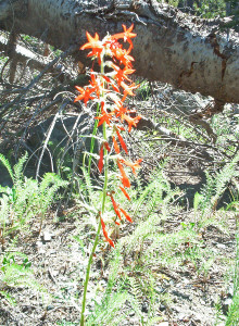 Scarlet Gilia