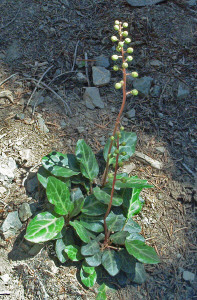 Whiteveined Wintergreen (Pyrola picta)