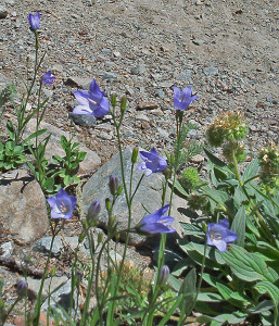 Harebells (Campanula rotundifolia)