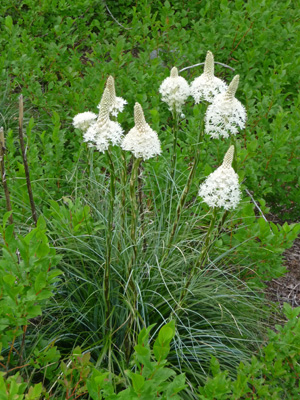 Beargrass Kachess Lake June 2014