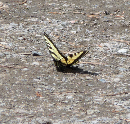 Swallowtail Butterfly Kachess Lake