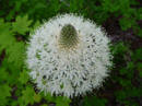 Beargrass bloom Kachess Lake