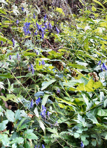 Wild Delphinum