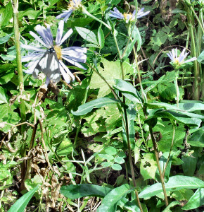 Asters