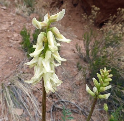 Stinking Milkvetch (Astragalus praelongus)