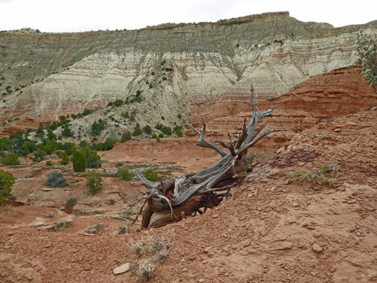 Dead Juniper Kodachrome Basin