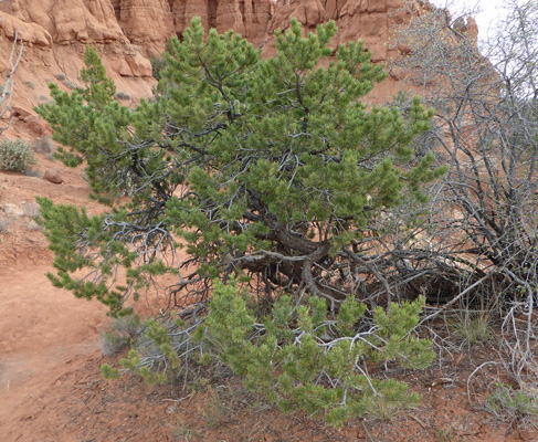 Pinon Pine Kodachrome Basin