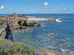 Children's Wading Pool taken over by California Harbor Seals