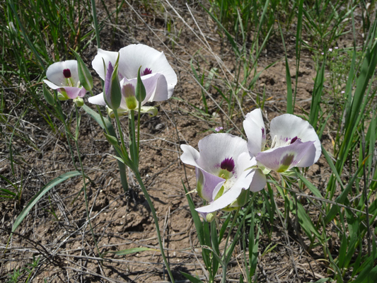 White Sego Lilies (Calochortus eurycarpus)