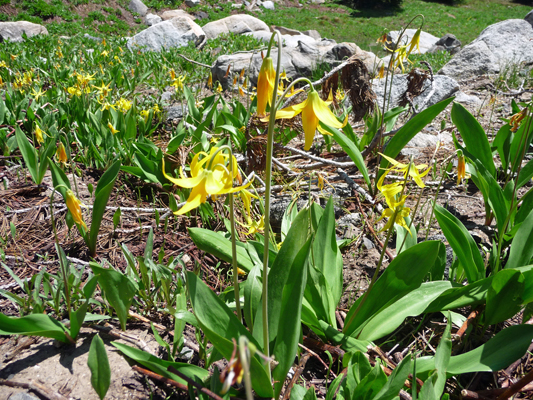 Glacier Lilies (Erythronium grandiflorum)