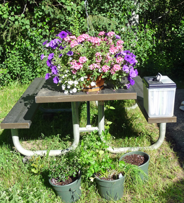 Sara's mini-garden