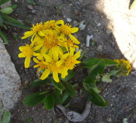 Ballhead Ragwort (Senecio sphaerocephalus)