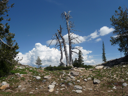 Snag and thunderheads Snowbank Mt ID