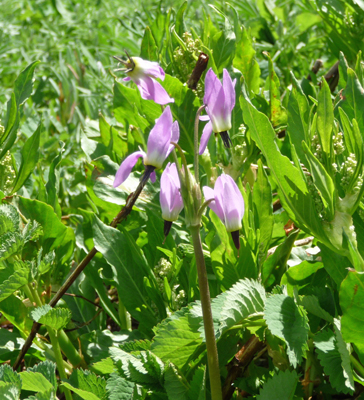 Jeffery’s Shooting Stars (Dodecatheon jeffreyi)