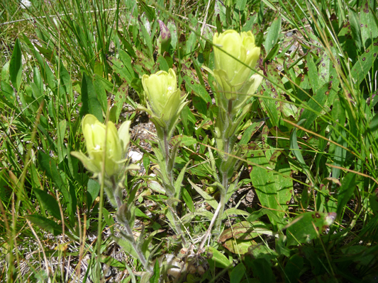 Lemon Yellow Paintbrush (Castilleja flava)