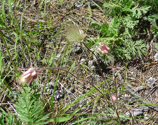 Prairie Smoke (Geum triflorium)