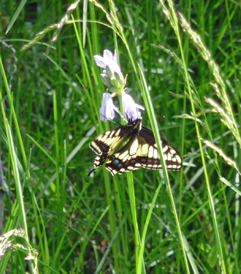  butterfly feeding on a Large-flowered Triplet Lily