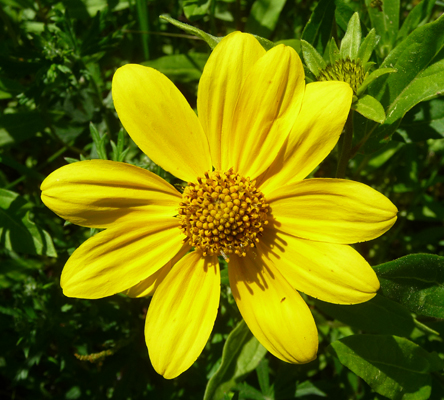 Spear-leaf Arnica (Arnica longifolia)