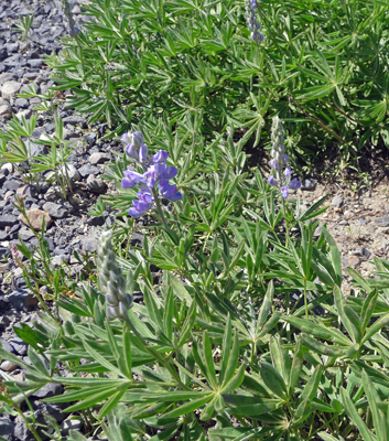 Silver Lupine (Lupinus sericeus)