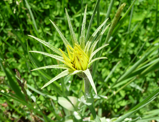 Yellow salsify (Tragopogon dubius)