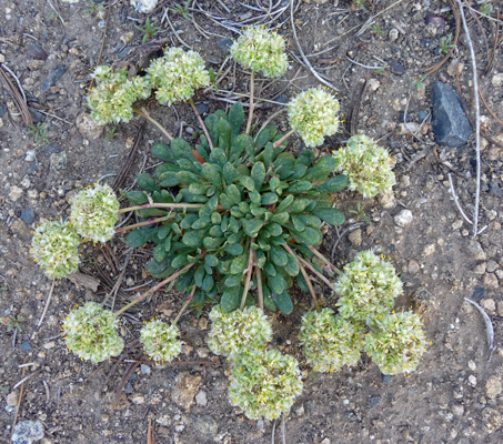 Purple-cushion wild buckwheat (Eriogonum ovalifolium)