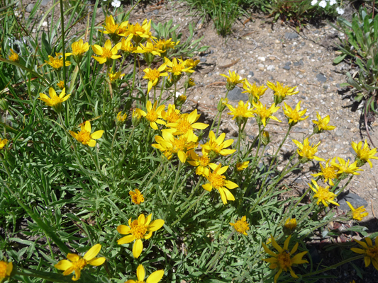 Shrubby Goldenweed (Ericameria suffruticosa)