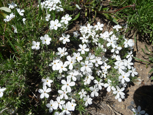 Spreading Phlox (Phlox diffusa)