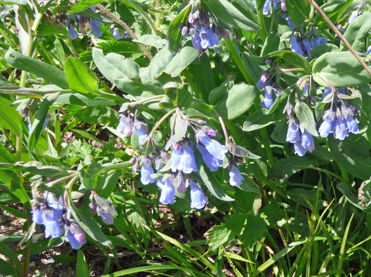 Ciliate Bluebells (Mertensia ciliata)