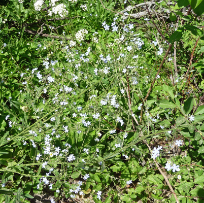 Asian Forget-Me-Knots (Myosotis asiatica)