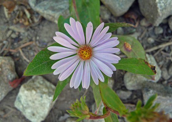 Alpine Asters (Oreostemma alpigenuum)